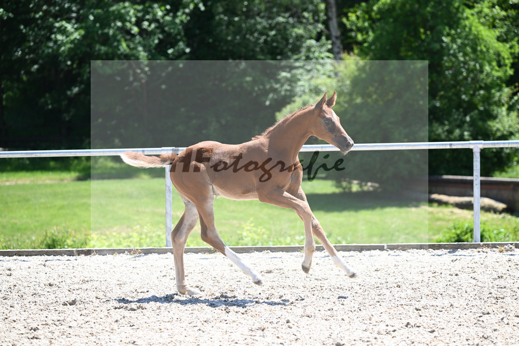 Kat-Nr. 8 SF Bonds_Hummer_16230729 | hf-fotografie - Realisiert mit Pictrs.com