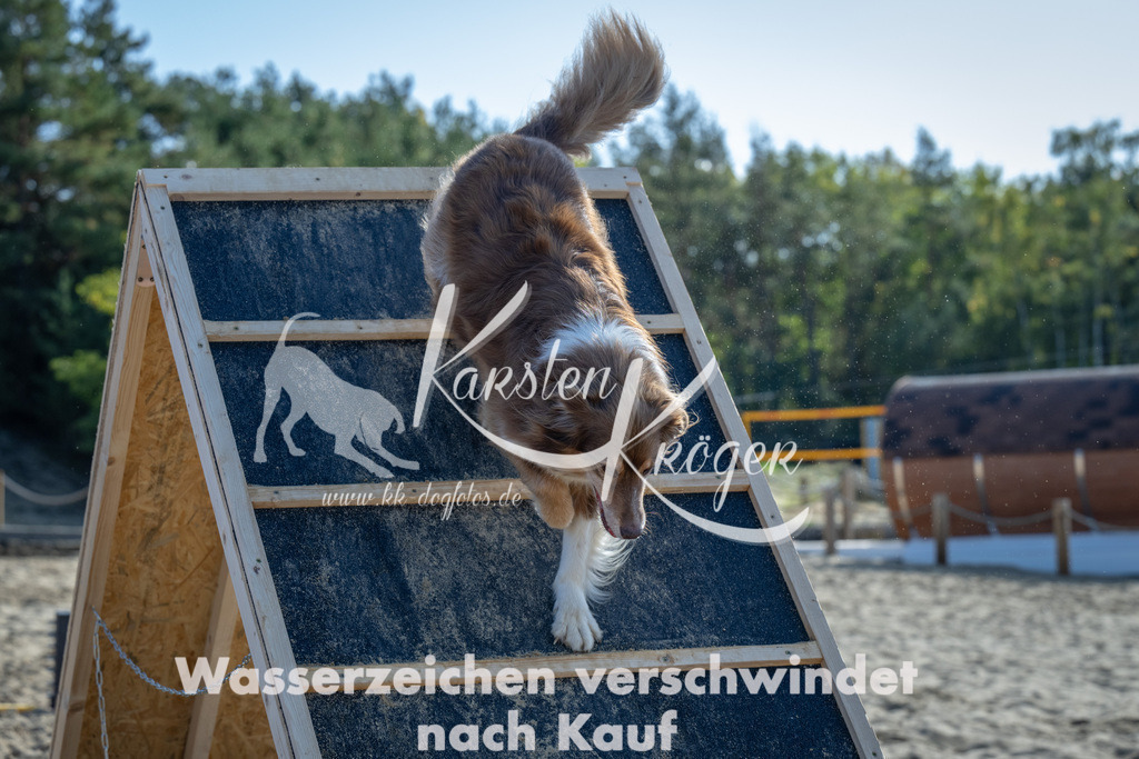 1213_ZZ92664-2 | kk-dogfotos