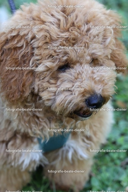 1P8A0609 | Fotografie, Tiere, Hunde, Katzen, Pferde, Sportfotografie, Fotosession, Tierfotografie, Turnierfotografie, Fotografin, Fotograf - Realisiert mit Pictrs.com