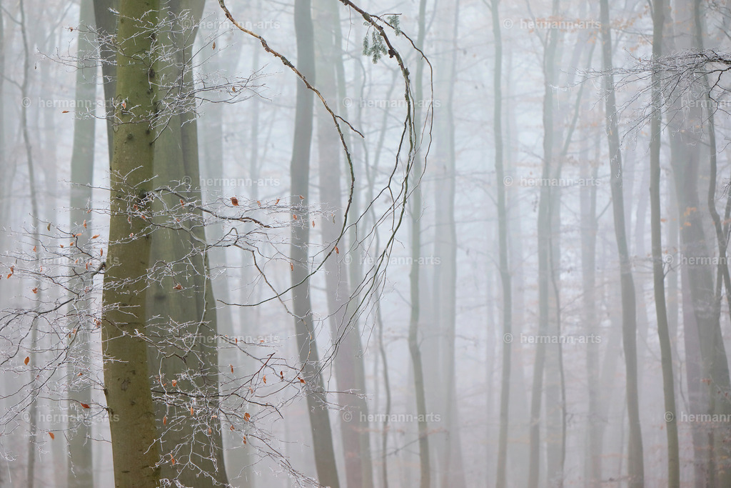 Trees_fine_Art_0031 | Photo Foto Kunst Art schwarzweiss Bilder Rheine Münster Berlin Blumen 