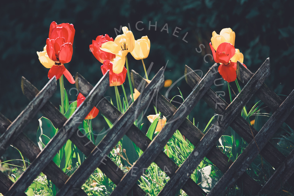 2021-05-15 Canon Eos R5 Testbilder-1 | Tulpen - Realisiert mit Pictrs.com