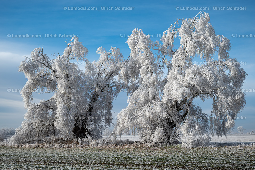 10049-13496 - Winterzauber im Großen Bruch | Stockfoto und Bilderpool mit Bildmaterial aus Deutschland, dem Harz, Halberstadt, Quedlinburg, Wernigerode und weltweit. Qualitativ hochwertige und professionelle Fotos anschauen und kaufen. - Realisiert mit Pictrs.com