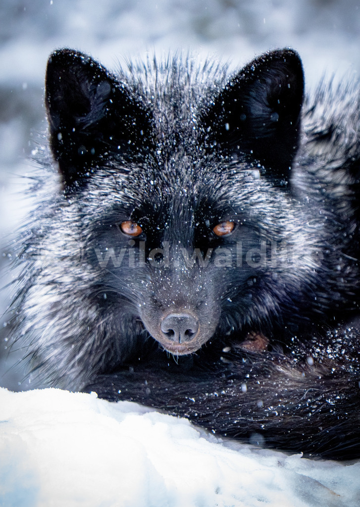 Silberfuchs im Schnee | Ein Portrait von einem im Schnee liegenden Silberfuchs  - Realisiert mit Pictrs.com