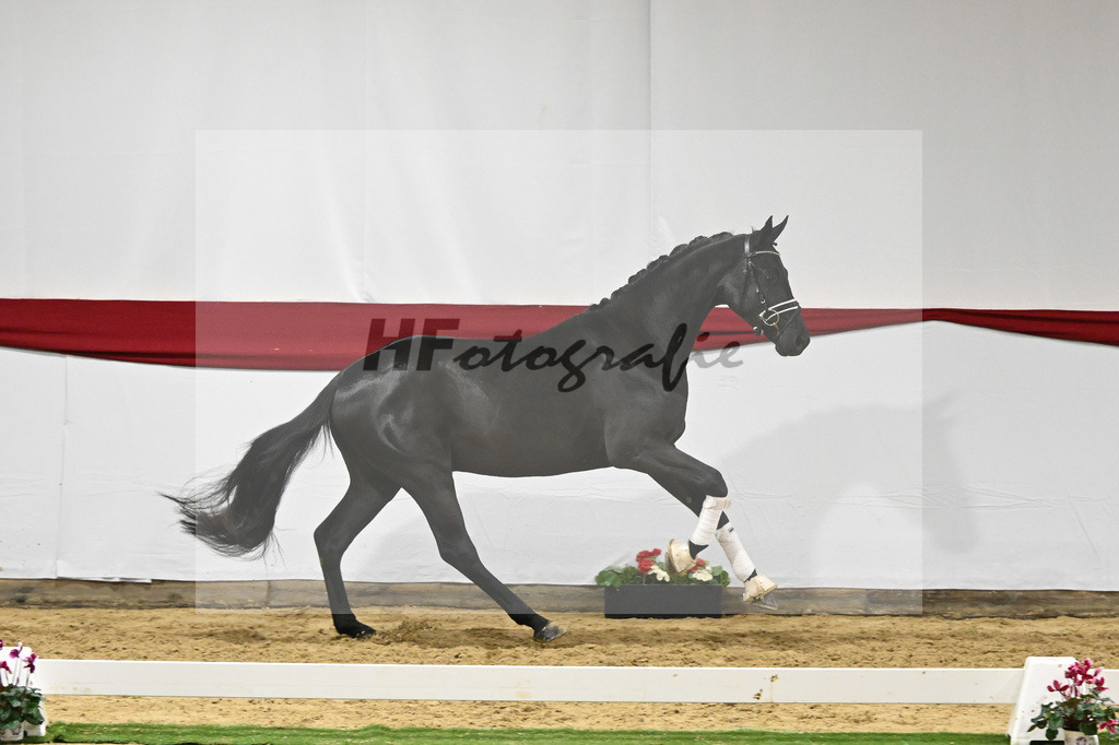 Kat-Nr. 72 v. Maracana_Tanner_63222104 | hf-fotografie - Realizzato con Pictrs.com