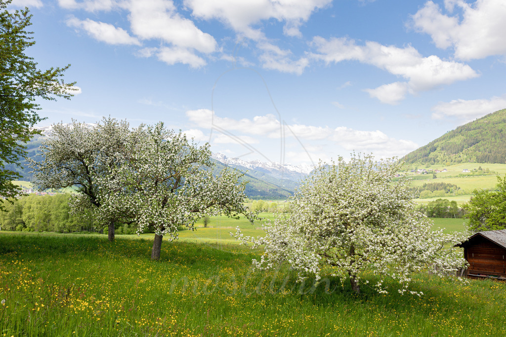 frühling am Murboden | Ihre Fotografin im Lungau, ihre Fotografin im Mostviertel, Wandbilder Onlineshop, Imagefotos für Ihr Unternehmen,  - Realisiert mit Pictrs.com