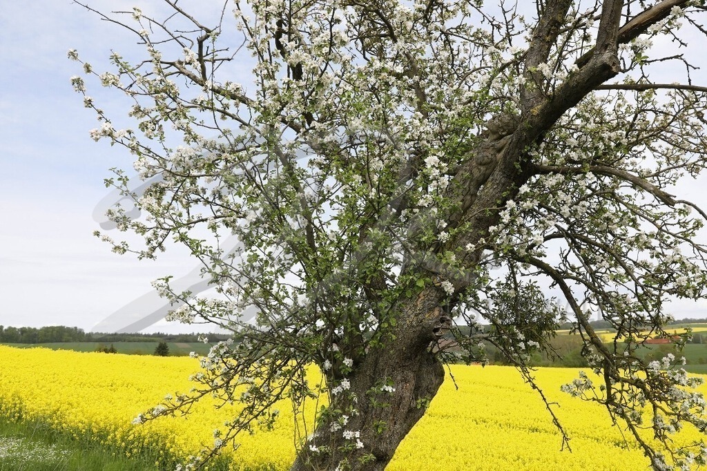 NatureArt-RAPSAPFELBLÜTE_0405 | Der schräge Apfelblaum blüht | #001 | Modell: Darky | Foto: Tschiponnique Skupin - Realisiert mit Pictrs.com