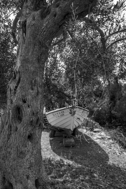 Olive Baum / Olea europaea, Olivia / Olive tree | Kreative Fotografie von Fotoloft-MaciejRusinek aus Frankfurt am Main. Große Motivauswahl in individuell ausgewählten Formaten auf unterschiedlichen Materialien. Bestellen bequem online.
Preise sind variable, je nach Material und Größe. 
 - Realisiert mit Pictrs.com