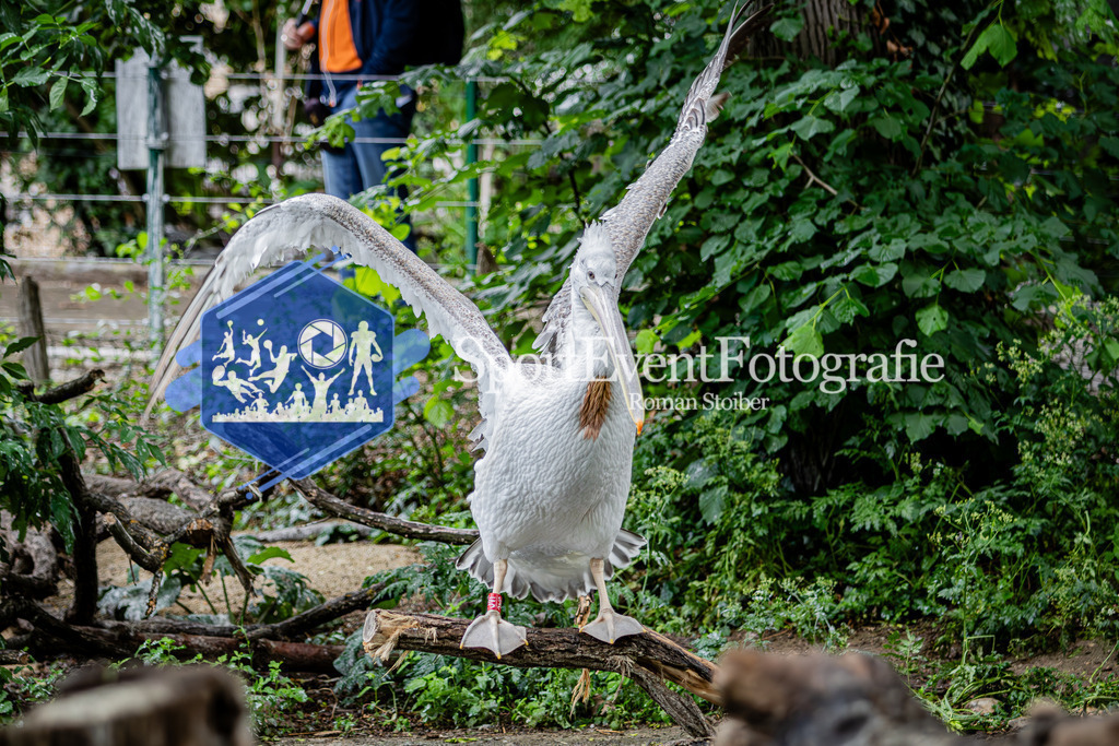 IMG_5876 | SportEventFotografie - Roman Stoiber