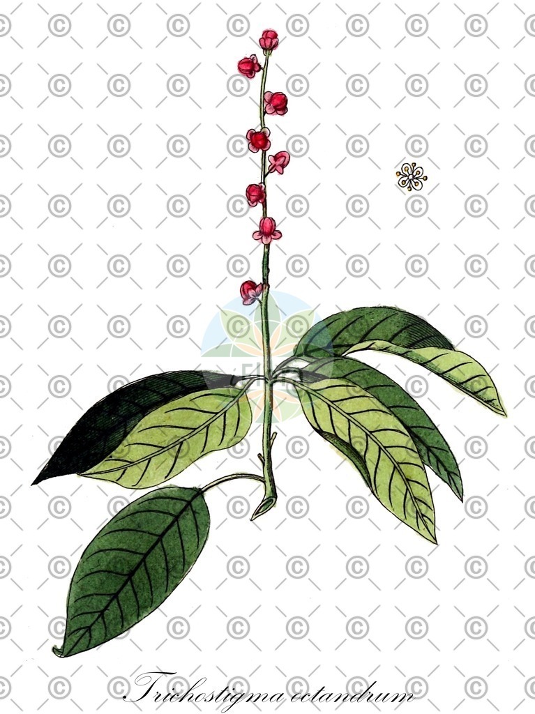 HistAbb_wfo-0000458353_1_ENZY_Simple | Historische Abbildung von Trichostigma octandrum - Petiveriaceae | Historical Illustration of Trichostigma octandrum - Petiveriaceae