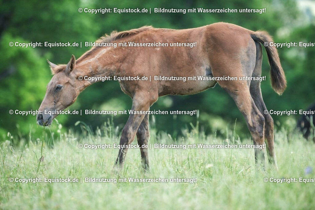 20210617_Fohlen_0393 | Foto: Thomas Hartig