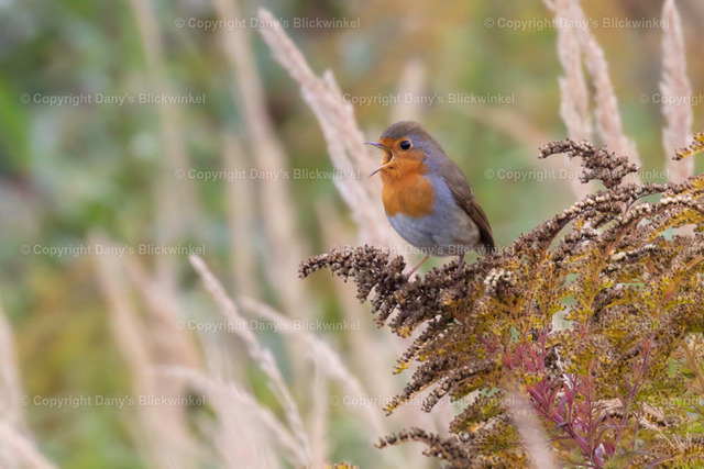 201760 | Tierfotografie, Tierkalender, Tierbilder, Insekten, Spinnen, Vögel, Schmetterling, Libellen, Leinwand, Colorkey, Qualität, Geschenkartikel, Geschenk - Realisiert mit Pictrs.com