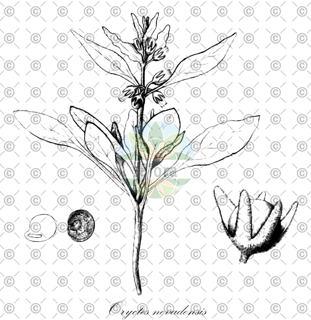 Histabb_EMP_140390_SRC_Koehler_1887_SIMPLE | Historische Abbildung von Oryctes nevadensis - Solanaceae | Historical Illustration of Oryctes nevadensis - Solanaceae