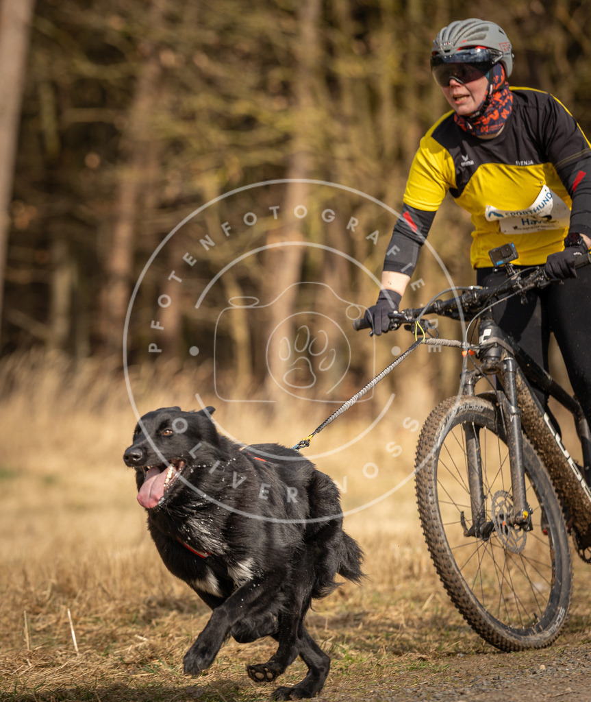 DV3A4266 | Hundefotografie, Tierfotograf, Pfotenfotografie, Fotoshooting Hund, Hunde Portrait, Hundesport, Hundeportraits, Heideshooting, Hunde, Sportfotograf, Hundefotograf, Turnierhundsport, THS,  - Realisiert mit Pictrs.com