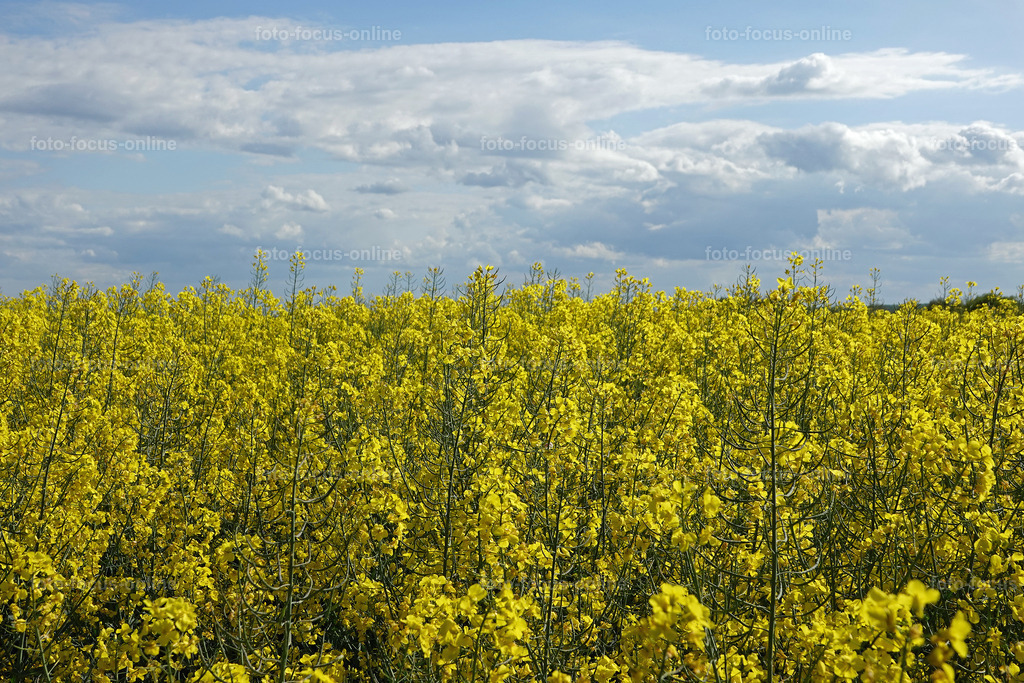 rapps-heute_5 | foto-focus-online