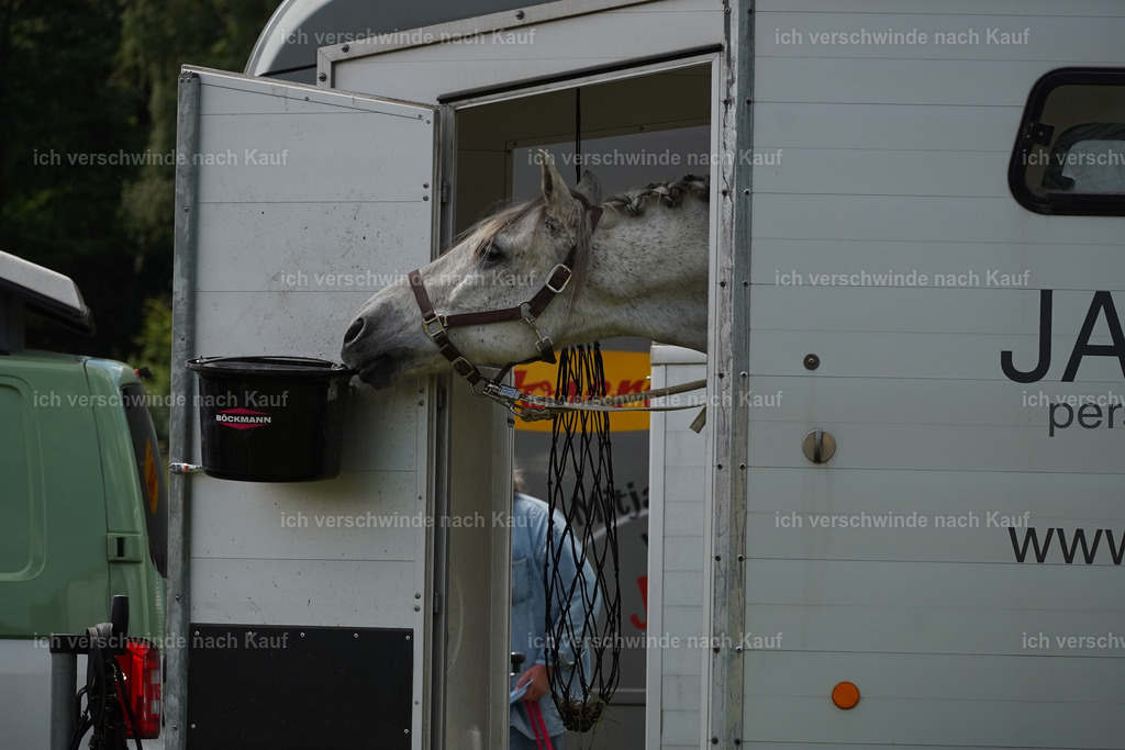 KlasseS_Lucie (1) | working equitationturnier fotograf videograf stoibphotography marixx film working equitation deutschland reitsport turnierfotografie eventfotografie equestrian events
