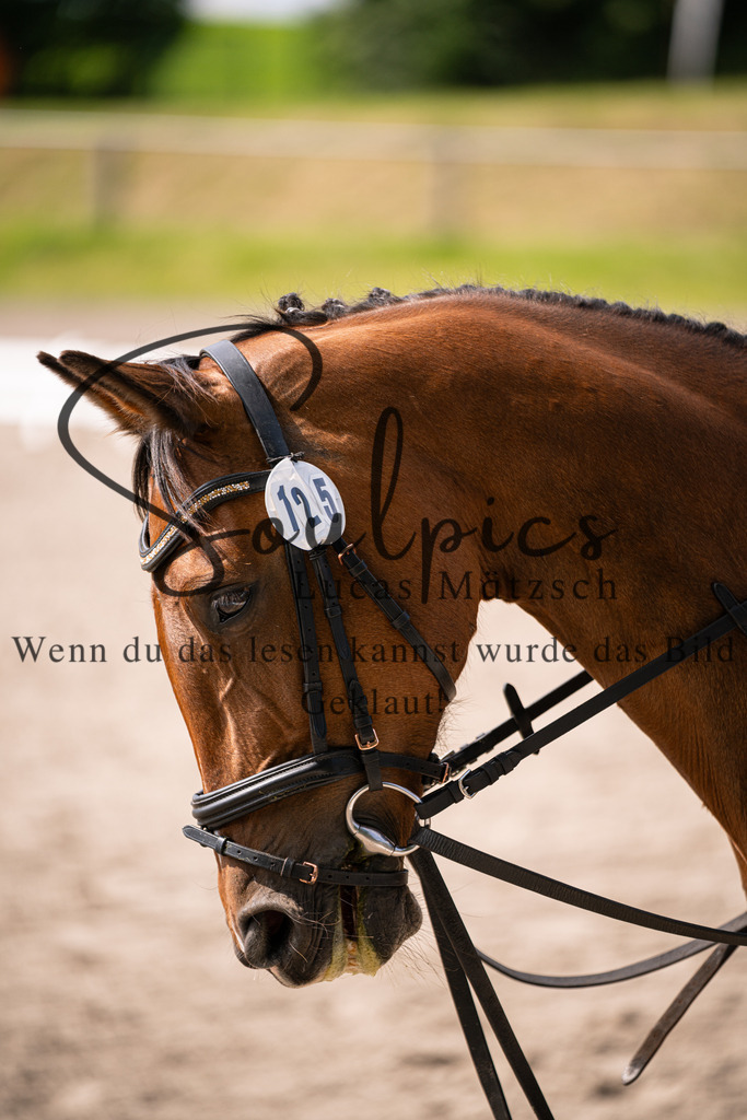 A7V02593 | Pferdefotograf