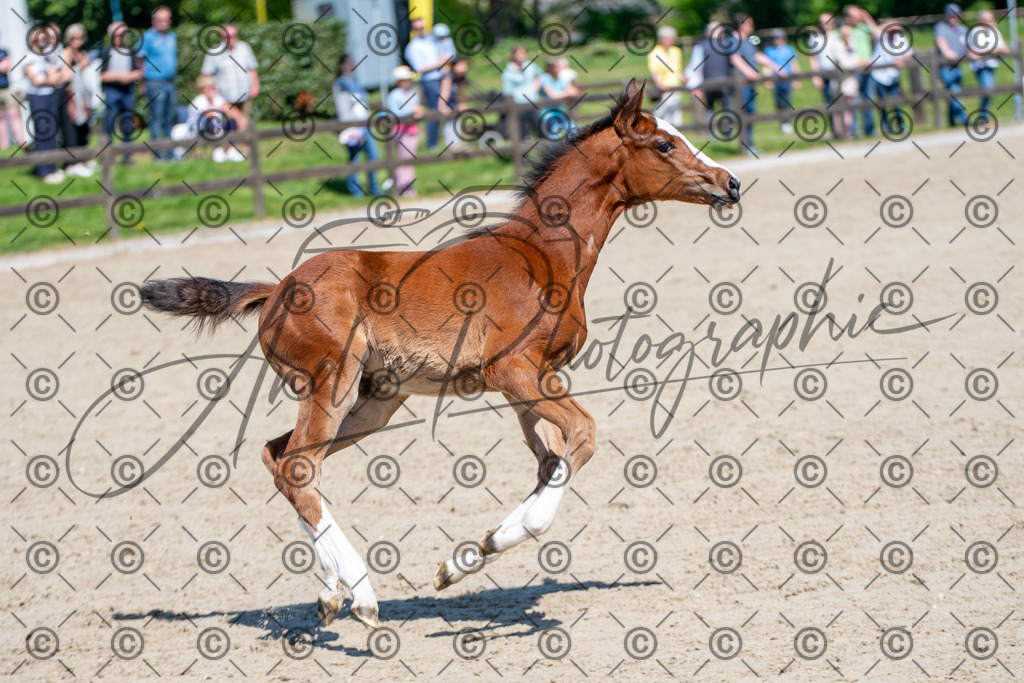 KPT_0782 | andre_photographic