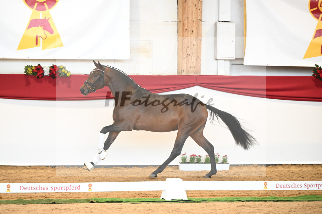 Kat-Nr. 40 Monte Carlo TC x Finest_Gestuet Greim_43230355 | hf-fotografie - Realisiert mit Pictrs.com