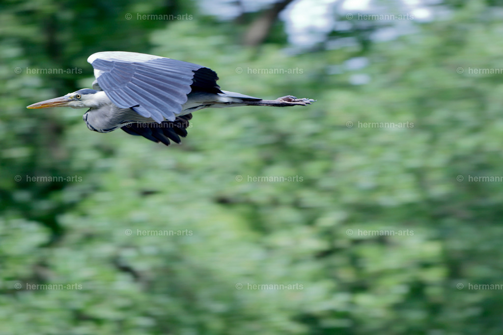 Bagno_09_07_24_DPP-42 | Photo Foto Kunst Art schwarzweiss Bilder Rheine Münster Berlin Blumen 