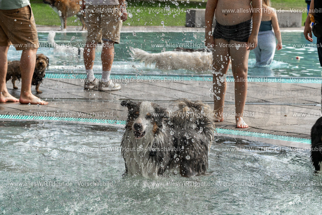 Hundeschwimmen_Volksbad_2026-allesWIRTHgut_Tierfotografie-2609061512-FAY07143 | Professionelle Tierfotografie in Mönchengladbach von Daniel Wirth (allesWIRTHgut). Liebevolle & natürliche Bilder von Hunden & Katzen für unvergessliche Erinnerungen.