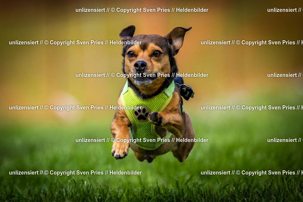 Sven Pries | 2025-04-13 - Hunderennen Baden-Baden - Realisiert mit Pictrs.com