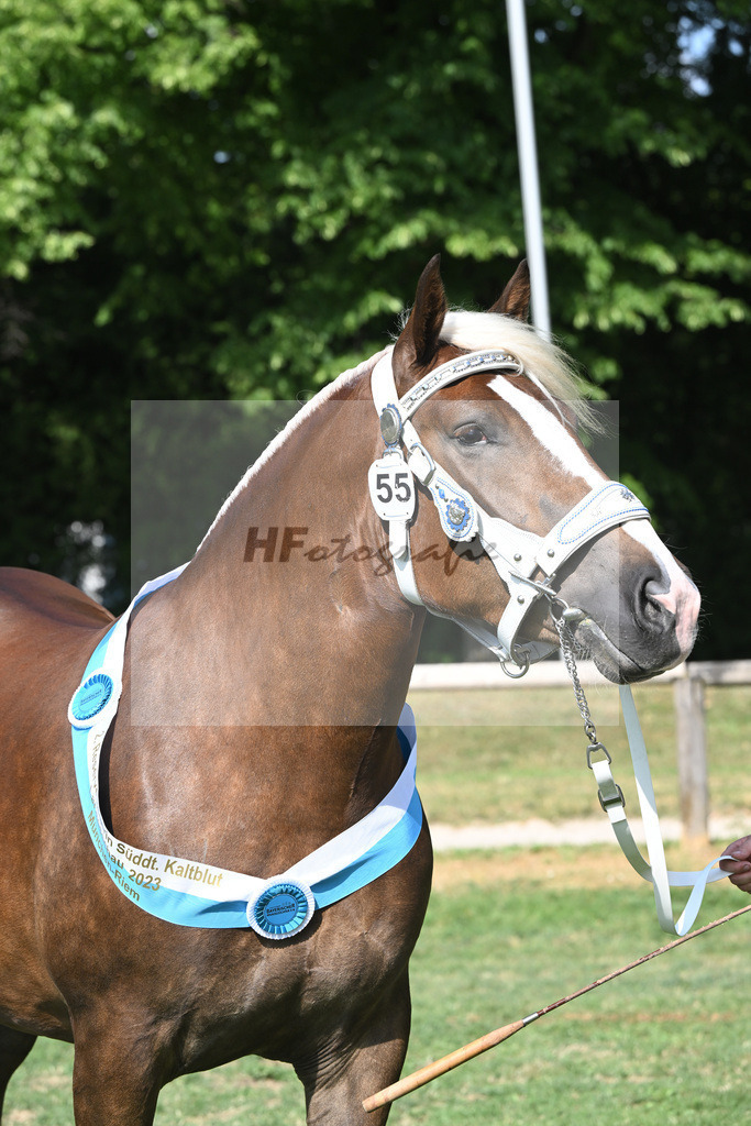 Kat-Nr. 55 Esmiralda_Gilg_20231674 | hf-fotografie - Realisiert mit Pictrs.com