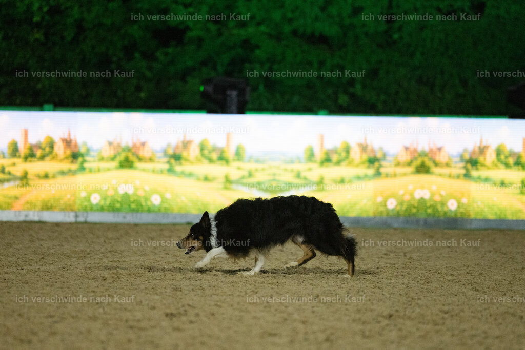 Gala-480 | working equitationturnier fotograf videograf stoibphotography marixx film working equitation deutschland reitsport turnierfotografie eventfotografie equestrian events