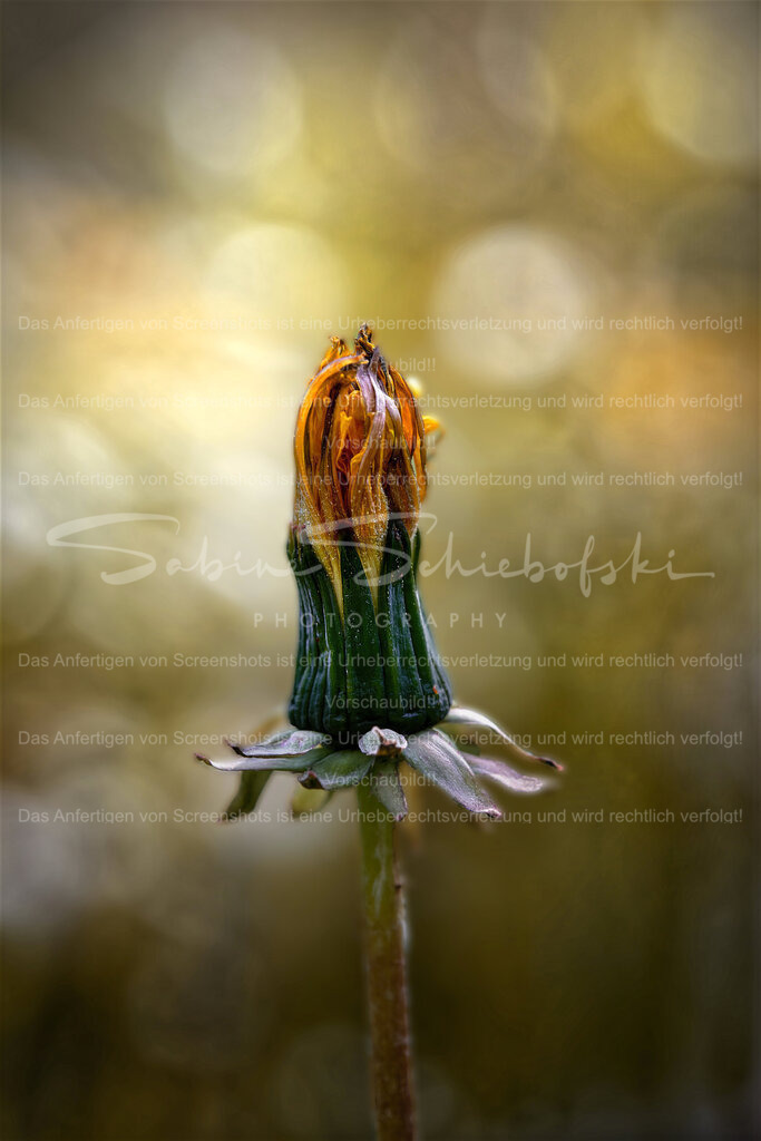 Wandbild Loewenzahn | People- und Tierfotografie, Imageaufnahmen, Veranstaltungsfotografie und Wandbilder aus der Natur ★ Made in Germany ✔️ Druck + Downloads ✔️ Naturfotografie in Top Qualität ★ schneller Versand, weltweite Lieferung! - Realisiert mit Pictrs.com