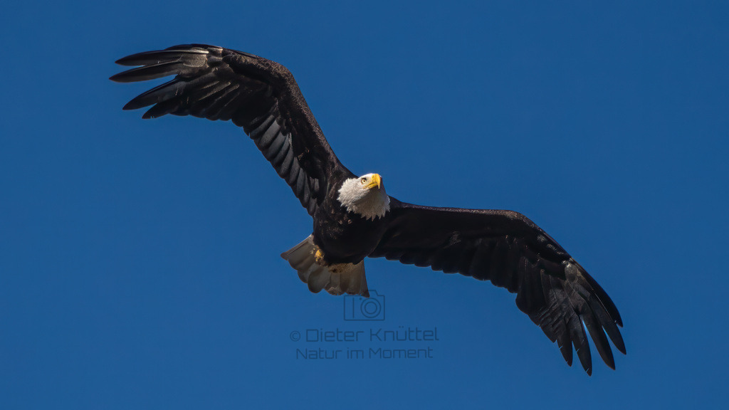 P1637206-Bearbeitet-2023-LR | Natur im Moment - Realisiert mit Pictrs.com
