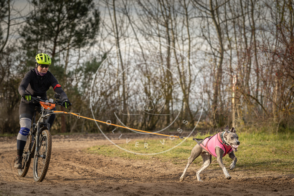 Pfotenfotografie_DV3A8582 | Hundefotografie, Tierfotograf, Pfotenfotografie, Fotoshooting Hund, Hunde Portrait, Hundesport, Hundeportraits, Heideshooting, Hunde, Sportfotograf, Hundefotograf, Turnierhundsport, THS,  - Realisiert mit Pictrs.com