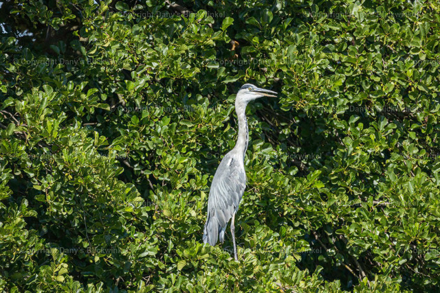 2022133 | Tierfotografie, Tierkalender, Tierbilder, Insekten, Spinnen, Vögel, Schmetterling, Libellen, Leinwand, Colorkey, Qualität, Geschenkartikel, Geschenk - Realisiert mit Pictrs.com