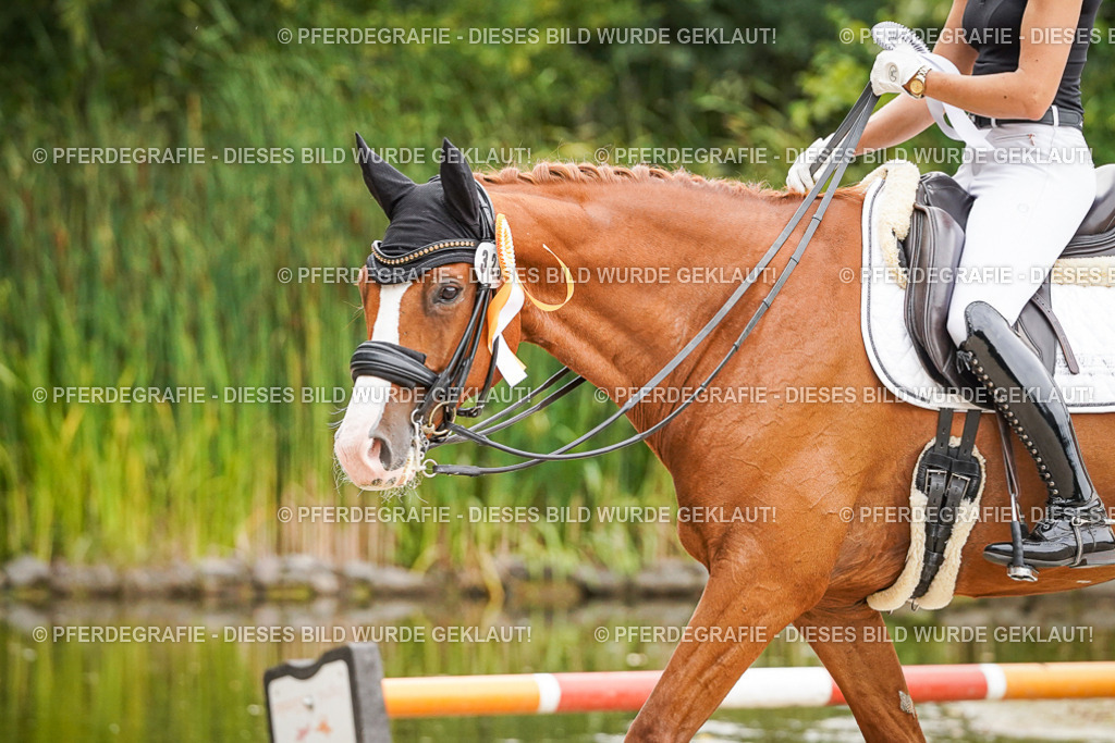 DSC08187 | Pferdegrafie