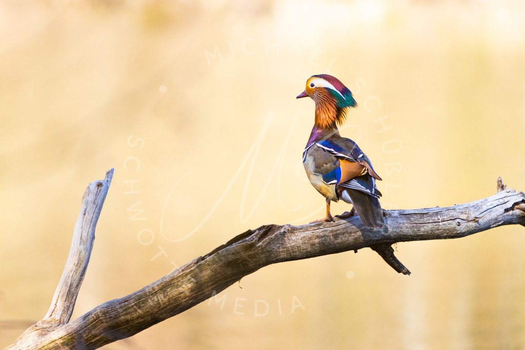 2021-04-26 Bärensee Tiere R5-24 | Mandarinente - Realisiert mit Pictrs.com