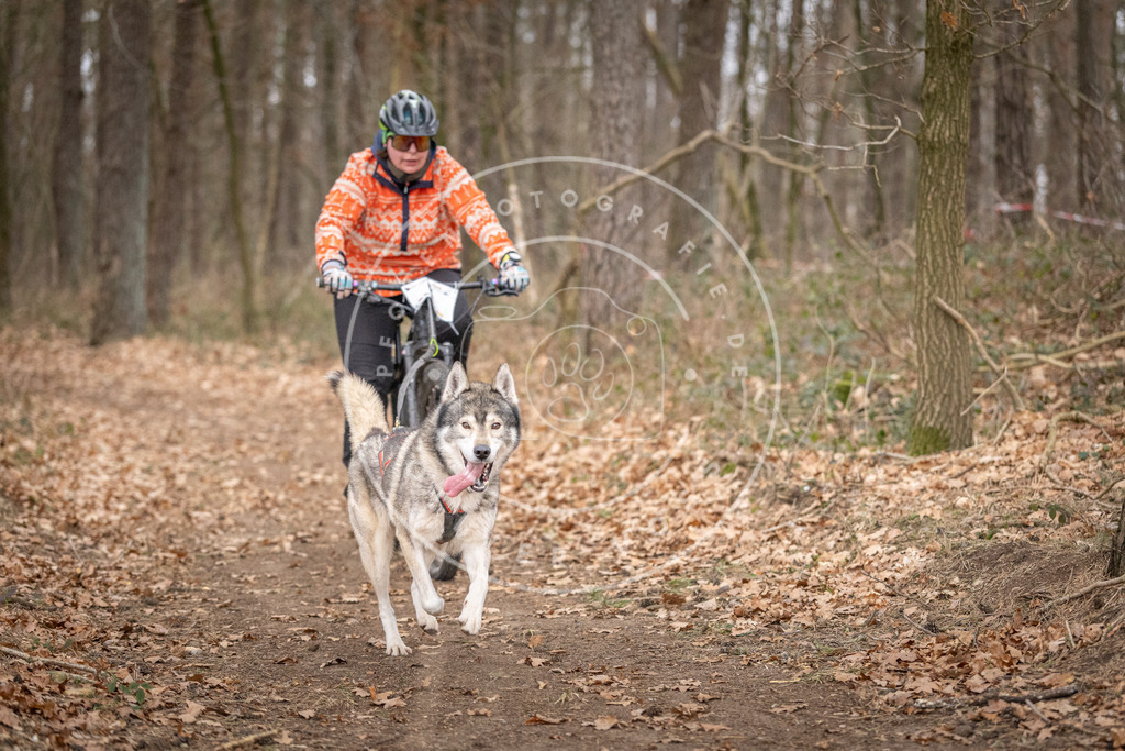 Pfotenfotografie_DV3A6435 | Hundefotografie, Tierfotograf, Pfotenfotografie, Fotoshooting Hund, Hunde Portrait, Hundesport, Hundeportraits, Heideshooting, Hunde, Sportfotograf, Hundefotograf, Turnierhundsport, THS,  - Realisiert mit Pictrs.com