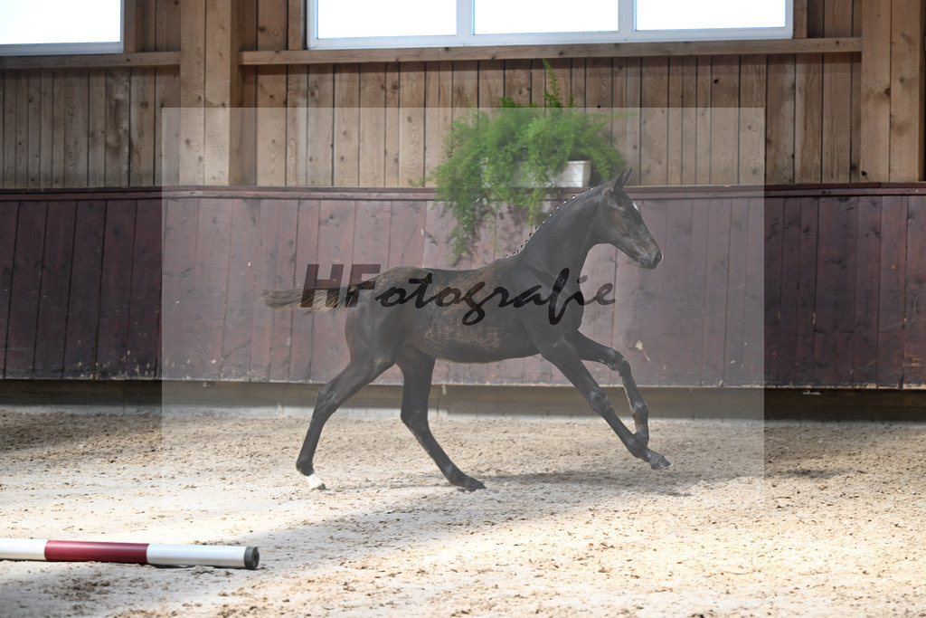 Kat-Nr. 28 Feliciano x San Amour I_HF_Niedermair_25250438 | hf-fotografie - Realizzato con Pictrs.com