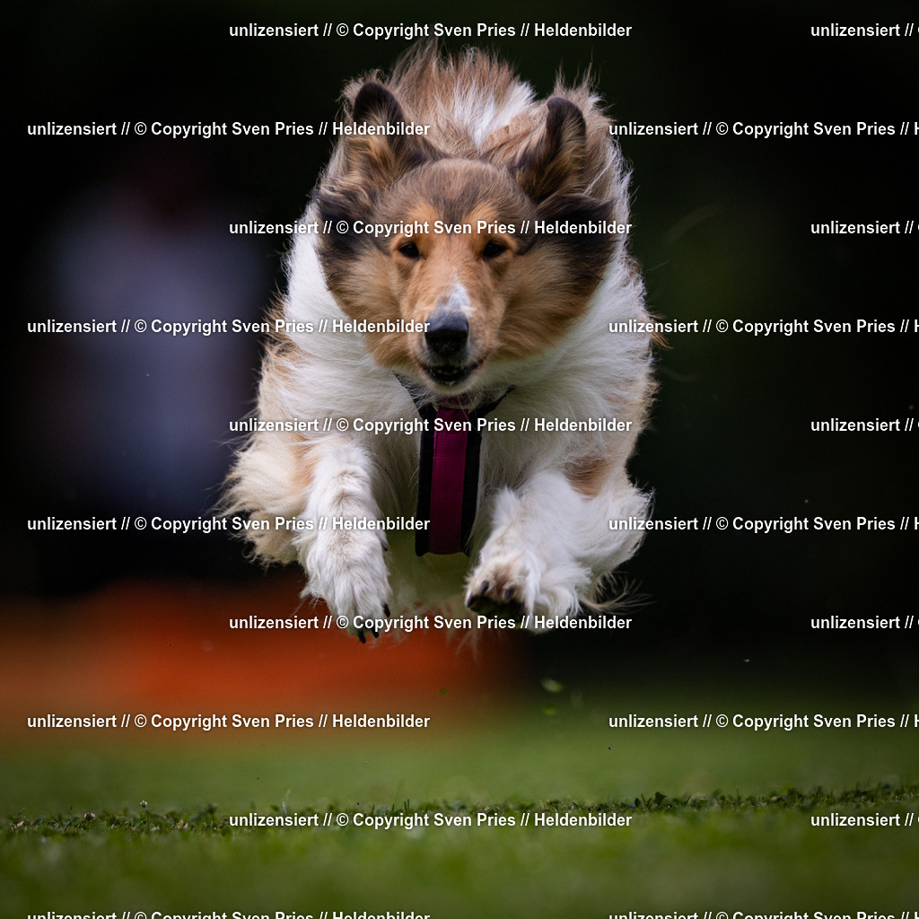 Sven Pries | 19. Allgemeines Hunderennen Karlsruhe Durlach - Realisiert mit Pictrs.com