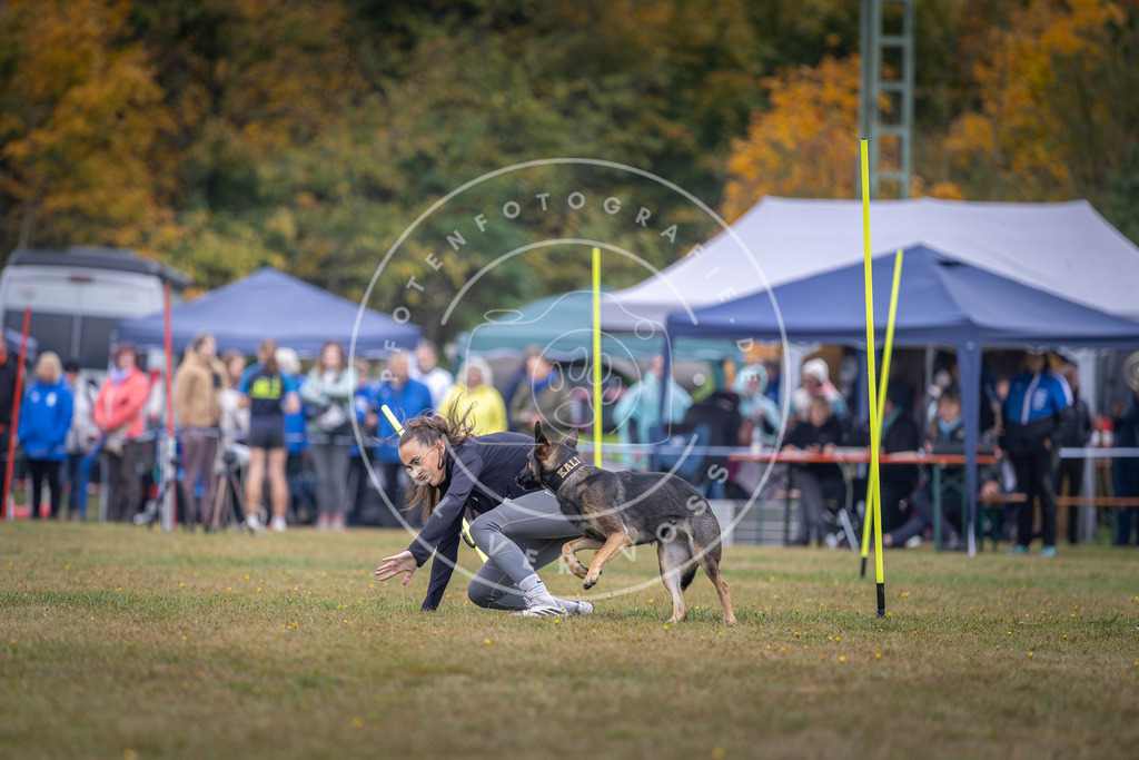 Pfotenfotografie_DV3A0965 | Hundefotografie, Tierfotograf, Pfotenfotografie, Fotoshooting Hund, Hunde Portrait, Hundesport, Hundeportraits, Heideshooting, Hunde, Sportfotograf, Hundefotograf, Turnierhundsport, THS,  - Realisiert mit Pictrs.com