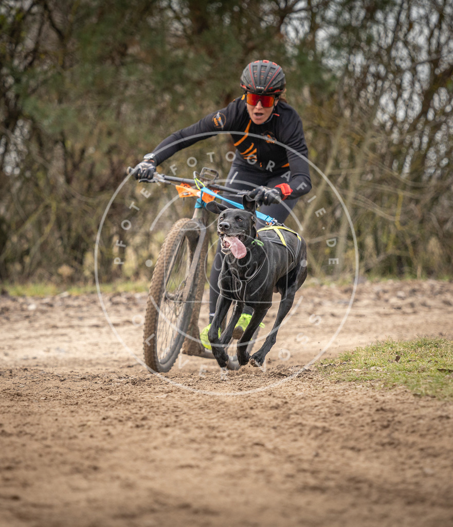 Pfotenfotografie_DV3A9170 | Hundefotografie, Tierfotograf, Pfotenfotografie, Fotoshooting Hund, Hunde Portrait, Hundesport, Hundeportraits, Heideshooting, Hunde, Sportfotograf, Hundefotograf, Turnierhundsport, THS,  - Realisiert mit Pictrs.com
