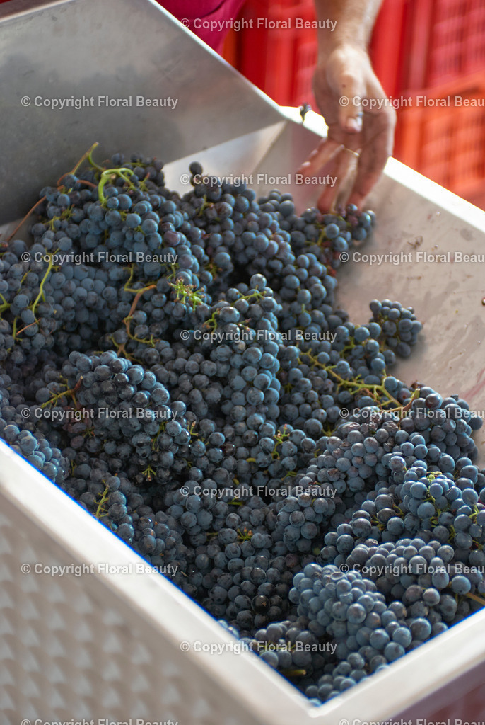 Weingut in Italien | blaue Weintrauben werden mit den Händen in Maischepresse gefüllt - Realisiert mit Pictrs.com