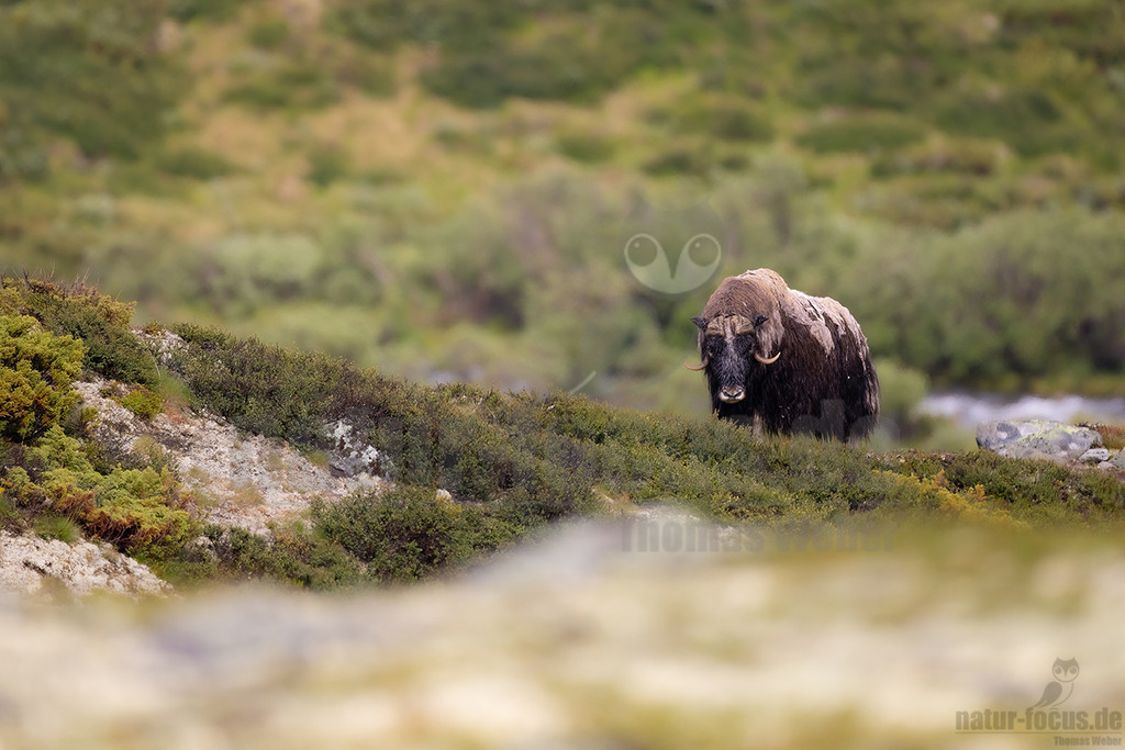 R5NF1480-20230727 | Der Moschusochse, auch als Bisamochse oder Schafsochse bezeichnet, ist ein Paarhufer aus der Unterfamilie der Antilopinae; innerhalb derer gehört er in die Verwandtschaftsgruppe der Ziegenartigen. - Realisiert mit Pictrs.com