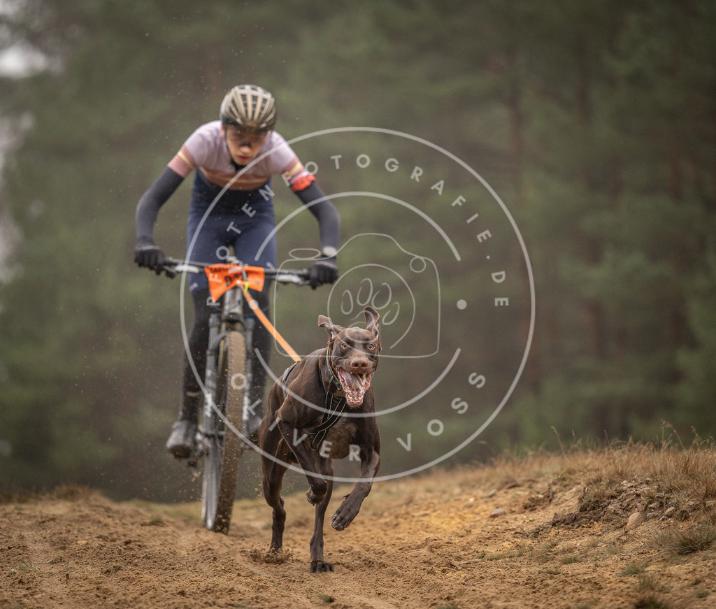 Pfotenfotografie_DV3A2530 | Hundefotografie, Tierfotograf, Pfotenfotografie, Fotoshooting Hund, Hunde Portrait, Hundesport, Hundeportraits, Heideshooting, Hunde, Sportfotograf, Hundefotograf, Turnierhundsport, THS,  - Realisiert mit Pictrs.com