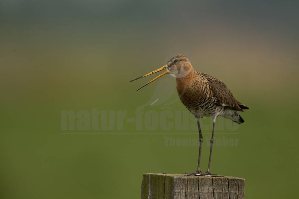 20190426-IMG_1626 | Die Uferschnepfe ist ein langbeiniger, großer und schlanker Schnepfenvogel. Ihr langer Hals und der lange, gerade Schabel sind weitere besondere Merkmale. Bei uns brütet sie vor allem in Norddeutschland in Feuchtwiesen und Niedermooren. Der europäische Verbreitungsschwerpunkt liegt vor allem in Nordosteuropa, an den Küsten der Nordsee und in Island. - Realisiert mit Pictrs.com