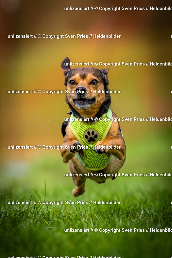 Sven Pries | 2025-04-13 - Hunderennen Baden-Baden - Realisiert mit Pictrs.com