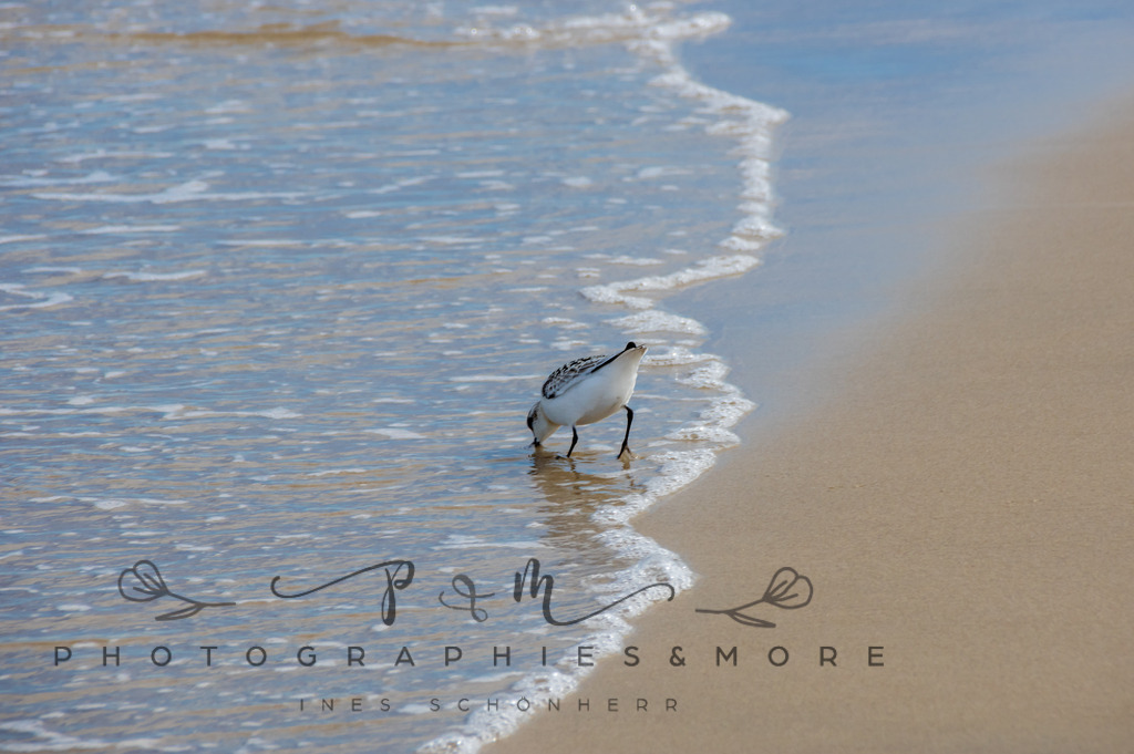 _Grenen22-1789 | Photographies and more - Realisiert mit Pictrs.com