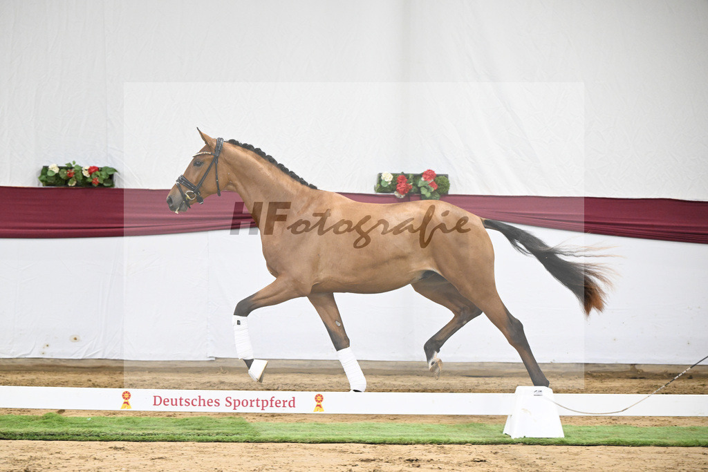 Kat-Nr. 20 Fanegro x Rotspon_Nicole Mehrmann_47250581 | hf-fotografie - Realisiert mit Pictrs.com