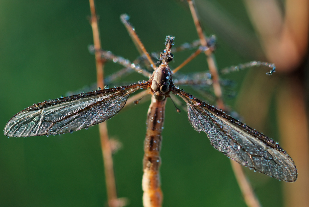 Schnake | Rauchwart, Austria - August 31, 2010: Schnake. - Realisiert mit Pictrs.com