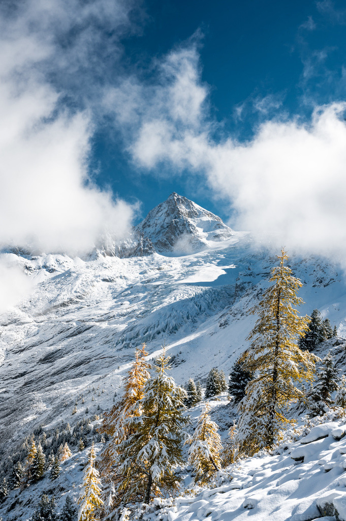 golden larches in snow with Glacier du Trient and Pointe d'Orny peak in Vallée du Trient | Die ideale Geschenkidee für Naturliebhaber. Naturbilder von Marcel Gross Photography für ihr Zuhause in den verschiedensten Formaten und Materialien. - Realisiert mit Pictrs.com