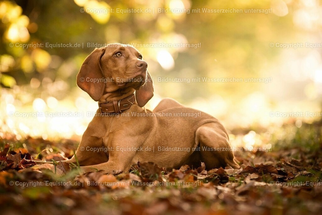 20171101_Hund_0023 | Foto: Thomas Hartig