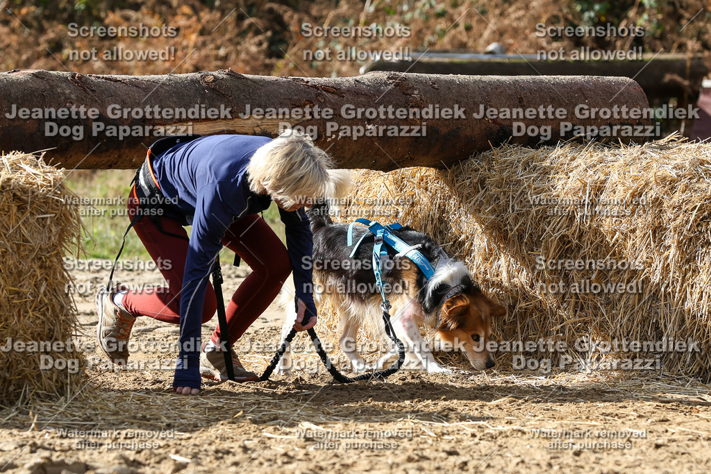 Dog Paparazzi - Strongdog 10-25-5567 | Dog Paparazzi Jeanette Grottendiek Fotografie & Videografie - Realisiert mit Pictrs.com