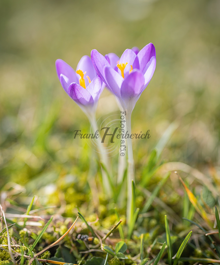 017A2484 | Frank Herberich Fotografie, Frank Herberich, Fotografie, Hochzeit, Portrait, St. Peter Ording, Ording, Westerhever, Nordsee, Frank Fotografie, Hardheim,  Odenwald,Walldürn, Band,Eventfotografie - Realisiert mit Pictrs.com